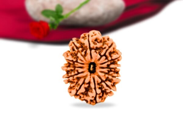12 mukhi nepali rudraksha collector grade rlrn12ci front