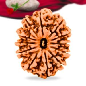 12 Mukhi Nepali Rudraksha Collector Grade RLRN12CI Thumbnail