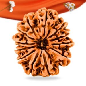 12 Mukhi Nepali Rudraksha Large Grade RLRN12LI Thumbnail