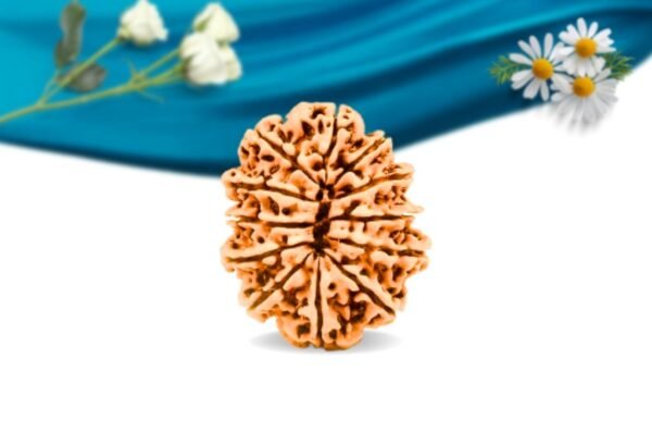 12 mukhi nepali rudraksha regular grade rlrn12ri back