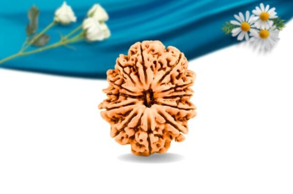 12 mukhi nepali rudraksha regular grade rlrn12ri front