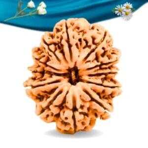 12 Mukhi Nepali Rudraksha Regular Grade RLRN12RI Thumbnail