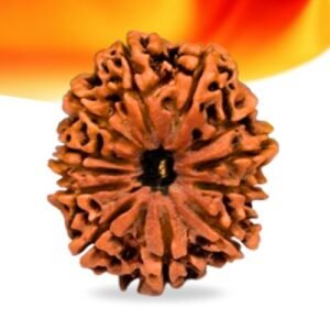 12 Mukhi Nepali Rudraksha Small Grade RLRN12SI Thumbnail