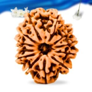 12 Mukhi Nepali Rudraksha Super Collector Grade RLRN12SCI Thumbnail