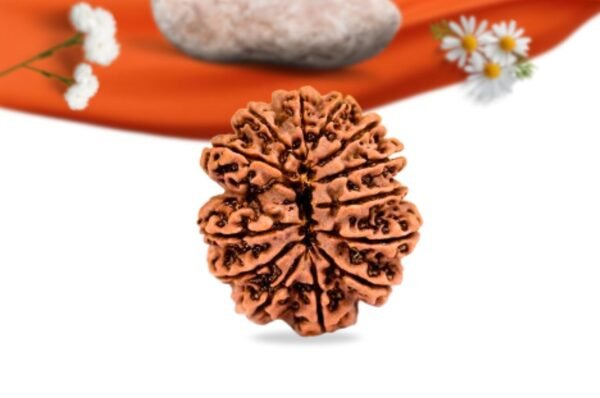 13 mukhi nepali rudraksha large grade rlrn13li back