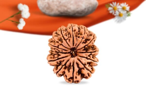 13 mukhi nepali rudraksha large grade rlrn13li front