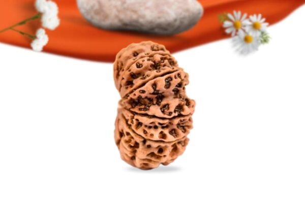 13 mukhi nepali rudraksha large grade rlrn13li side