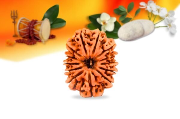13 mukhi nepali rudraksha small grade rlrn13si front
