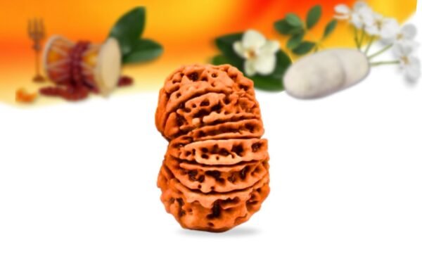 13 mukhi nepali rudraksha small grade rlrn13si side