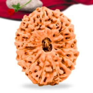 14 Mukhi Indonesian Rudraksha Collector Grade RLRI14CI Thumbnail
