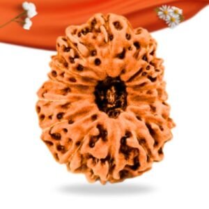 14 Mukhi Indonesian Rudraksha Large Grade RLRI14LI Thumbnail