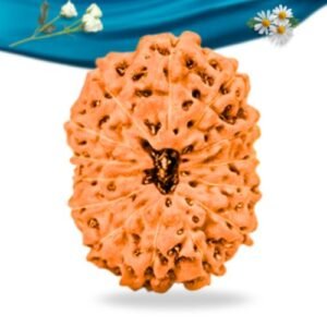 14 Mukhi Indonesian Rudraksha Regular Grade RLRI14RI Thumbnail