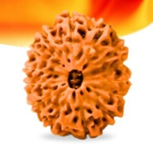 14 Mukhi Indonesian Rudraksha Small Grade RLRI14SI Thumbnail