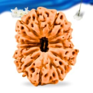 14 Mukhi Indonesian Rudraksha Super Collector Grade RLRI14SCI Thumbnail
