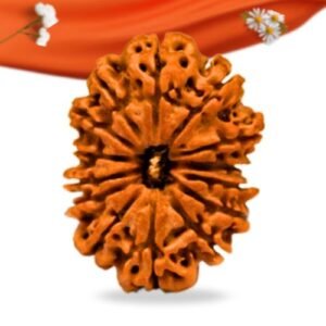 14 Mukhi Nepali Rudraksha Large Grade RLRN14LI Thumbnail