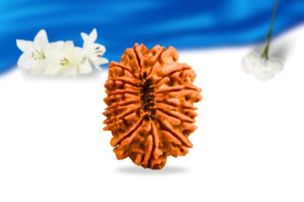14 mukhi nepali rudraksha super collector grade rlrn14sci back