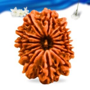 14 Mukhi Nepali Rudraksha Super Collector Grade RLRN14SCI Thumbnail
