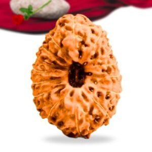 15 Mukhi Indonesian Rudraksha Collector Grade RLRI15CI Thumbnail