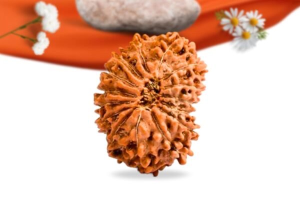 15 mukhi indonesian rudraksha large grade rlri15li back