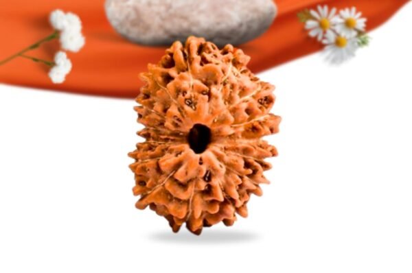 15 mukhi indonesian rudraksha large grade rlri15li front