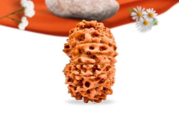 15 mukhi indonesian rudraksha large grade rlri15li side