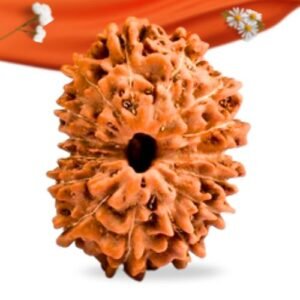 15 Mukhi Indonesian Rudraksha Large Grade RLRI15LI Thumbnail