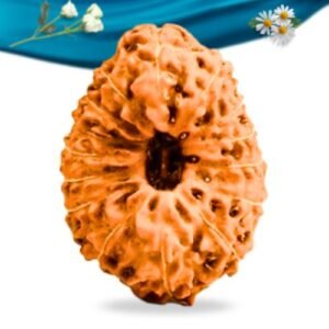 15 Mukhi Indonesian Rudraksha Regular Grade RLRI15RI Thumbnail