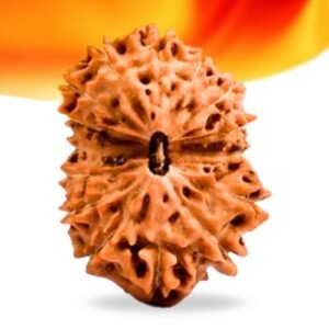 15 Mukhi Indonesian Rudraksha Small Grade RLRI15SI Thumbnail