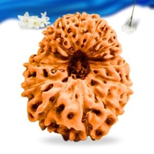 15 Mukhi Indonesian Rudraksha Super Collector Grade RLRI15SCI Thumbnail