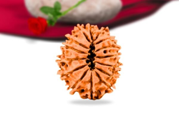 15 mukhi nepali rudraksha collector grade rlrn15ci `back