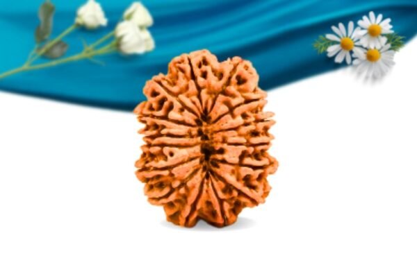 15 mukhi nepali rudraksha regular grade rlrn15ri back