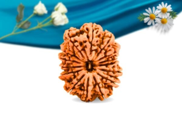 15 mukhi nepali rudraksha regular grade rlrn15ri front