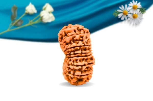 15 mukhi nepali rudraksha regular grade rlrn15ri side