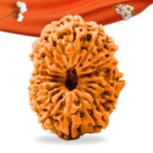 16 Mukhi Indonesian Rudraksha Large Grade RLRI16LI Thumbnail