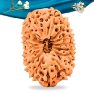 16 Mukhi Indonesian Rudraksha Regular Grade RLRI16RI Thumbnail