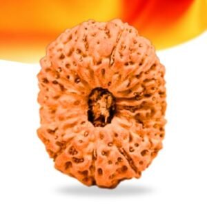 16 Mukhi Indonesian Rudraksha Small Grade RLRI16SI Thumbnail