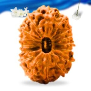 16 Mukhi Indonesian Rudraksha Super Collector Grade RLRI16SCI Thumbnail