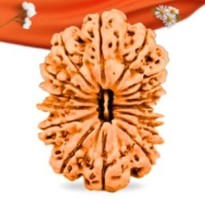 16 Mukhi Nepali Rudraksha Large Grade RLRN16LI Thumbnail