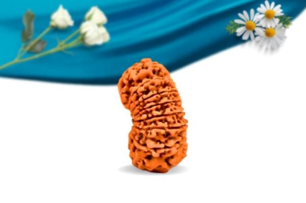 16 mukhi nepali rudraksha regular grade rlrn16ri side
