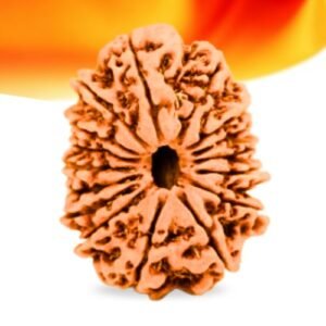 16 Mukhi Nepali Rudraksha Small Grade RLRN16SI Thumbnail