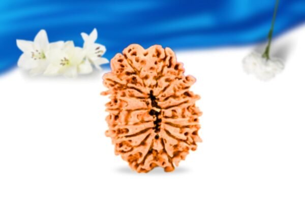 16 mukhi nepali rudraksha super collector grade rlrn16sci back