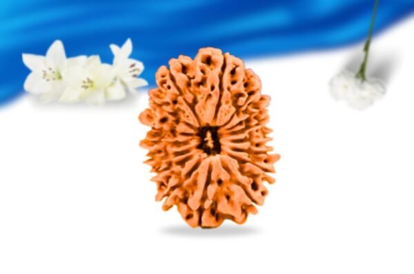 16 mukhi nepali rudraksha super collector grade rlrn16sci front