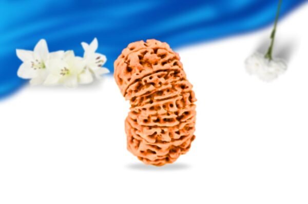 16 mukhi nepali rudraksha super collector grade rlrn16sci side