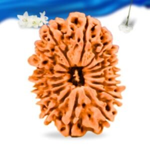 16 Mukhi Nepali Rudraksha Super Collector Grade RLRN16SCI Thumbnail