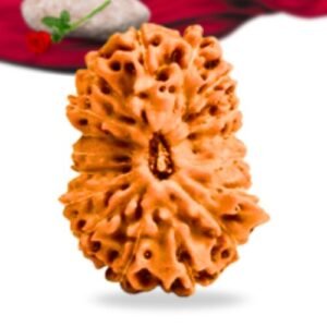17 Mukhi Indonesian Rudraksha Collector Grade RLRI17CI Thumbnail
