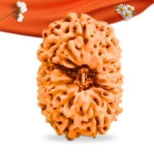 17 Mukhi Indonesian Rudraksha Large Grade RLRI17LI Thumbnail