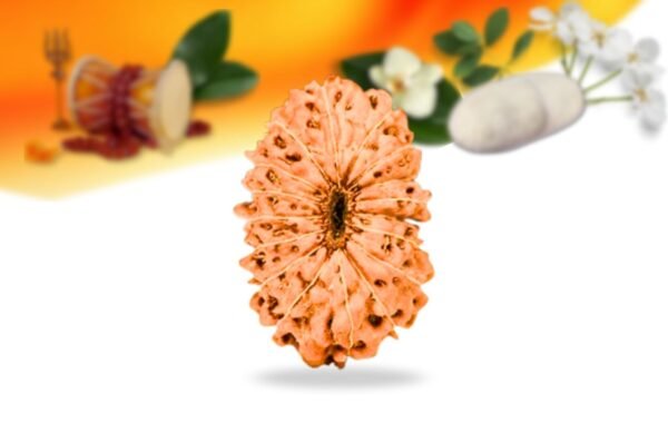 17 mukhi indonesian rudraksha small grade rlri17si back