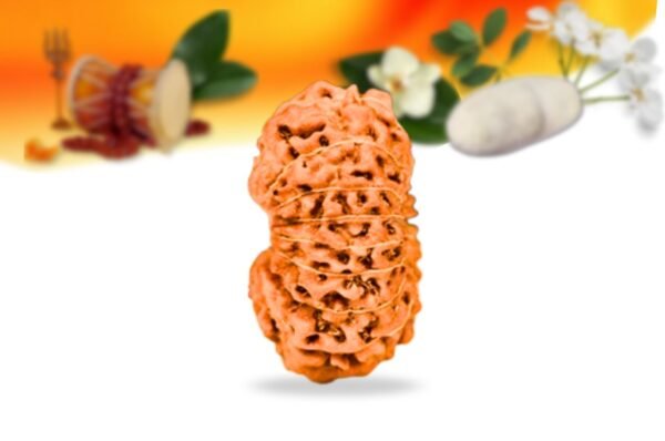 17 mukhi indonesian rudraksha small grade rlri17si side