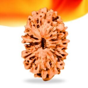 17 Mukhi Indonesian Rudraksha Small Grade RLRI17SI Thumbnail
