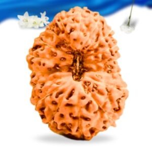 17 Mukhi Indonesian Rudraksha Super Collector Grade RLRI17SCI Thumbnail